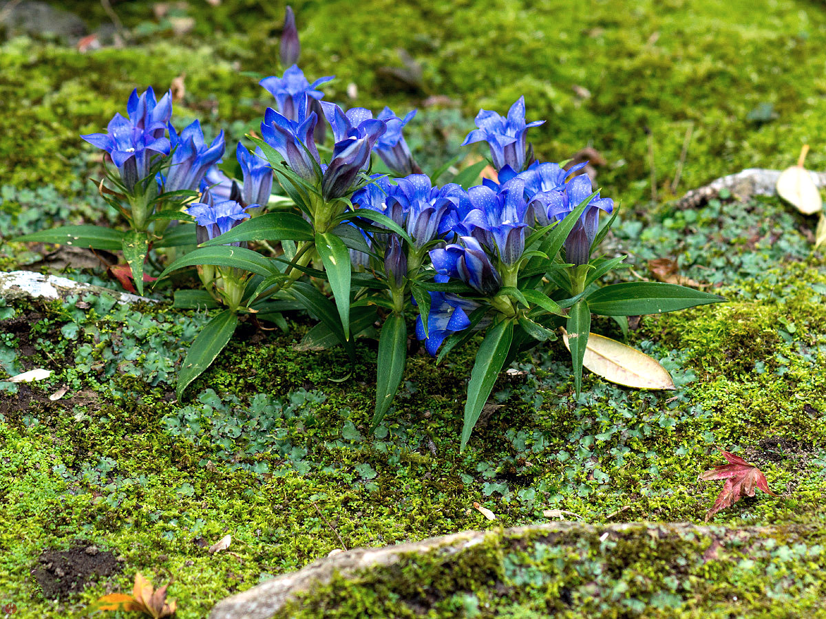 FROM THE GARDEN OF ZEN: Rindo (Gentiana scabra) flowers: Kaizo-ji