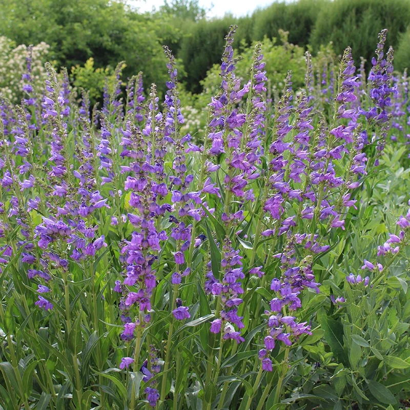 🐝Rocky Mountain Penstemon Seeds – Wild Beauty for Your Garden