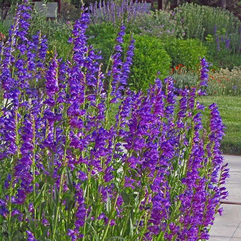 🐝Rocky Mountain Penstemon Seeds – Wild Beauty for Your Garden