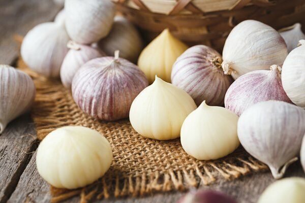 Solo Garlic, Similar To Elephant garlic Single Large Clove Bulbs Choose yours | eBay
