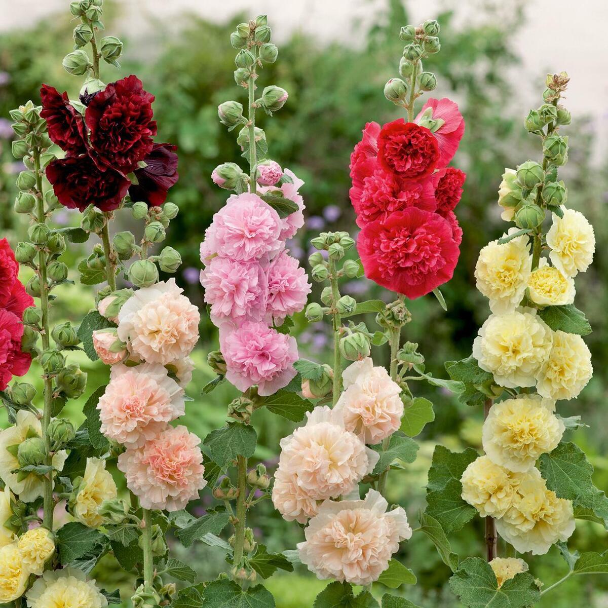 🌼🎨Double Hollyhock Seeds - Majestic Blooms for a Charming Garden