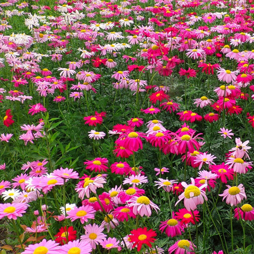 🚫🦟 Natural Pest Repellent: Mixed-Color Pyrethrum Seeds