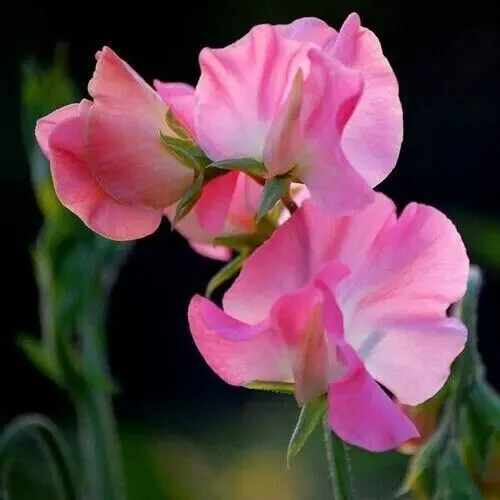 💥Spring Hot Selling🌼Sweet Pea Seeds