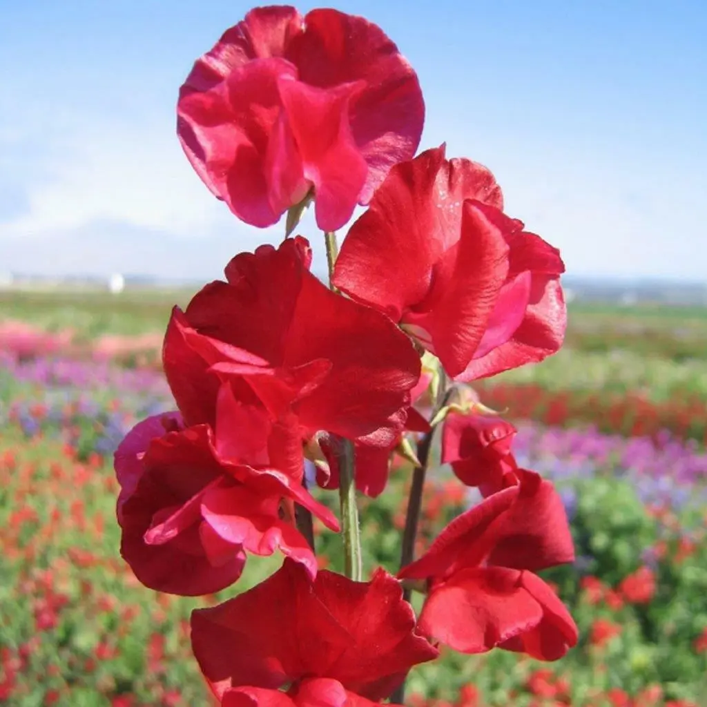 💥Spring Hot Selling🌼Sweet Pea Seeds