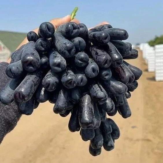 🍇Sapphire Grapes Seeds