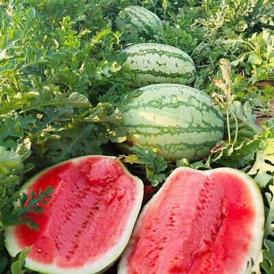 Lazy Melon King Seeds Semi Di Anguria Molto Dolce Non Ogm Cimelio  Spedizione - | eBay