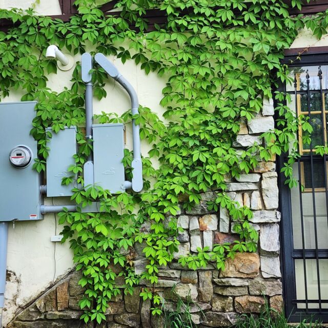 🍁Hardy Plant🔥Virginia Creeper Seeds