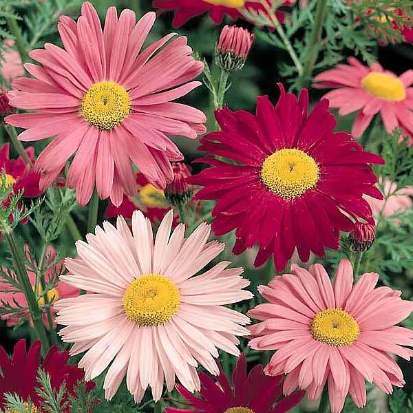 50Pcs Painted Daisy Seeds, Single Mixed Colors