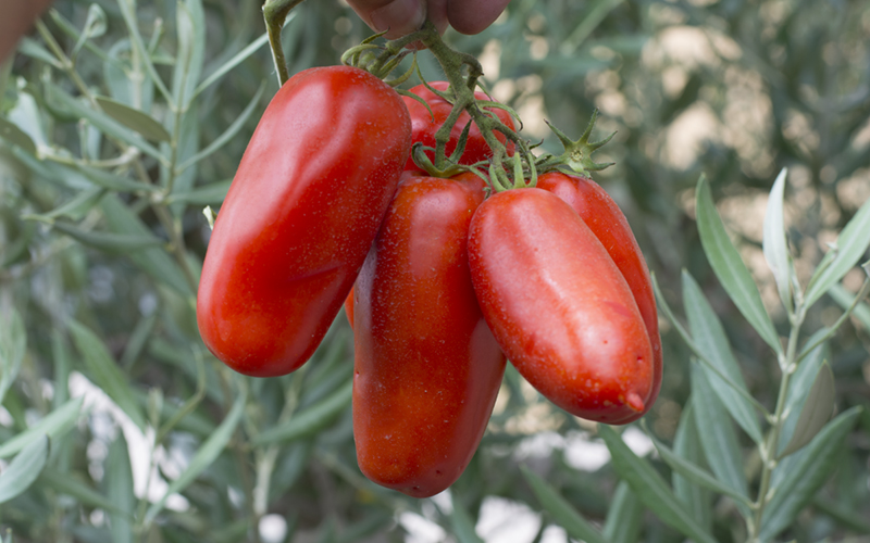 Certified San Marzano Tomatoes