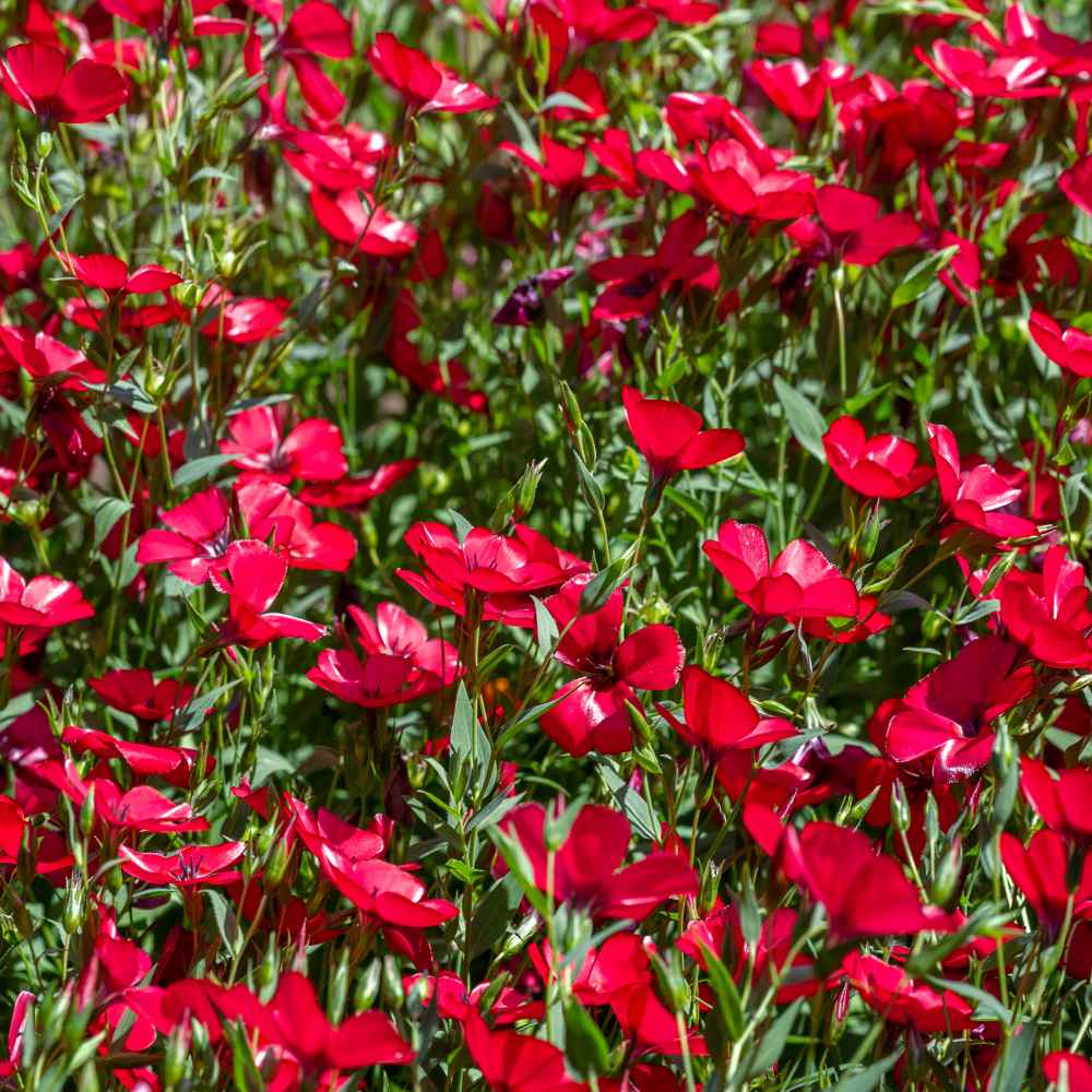 🌸 Scarlet Flax Seeds – Vibrant Blooms for Your Garden