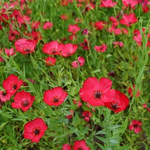 🌸 Scarlet Flax Seeds – Vibrant Blooms for Your Garden