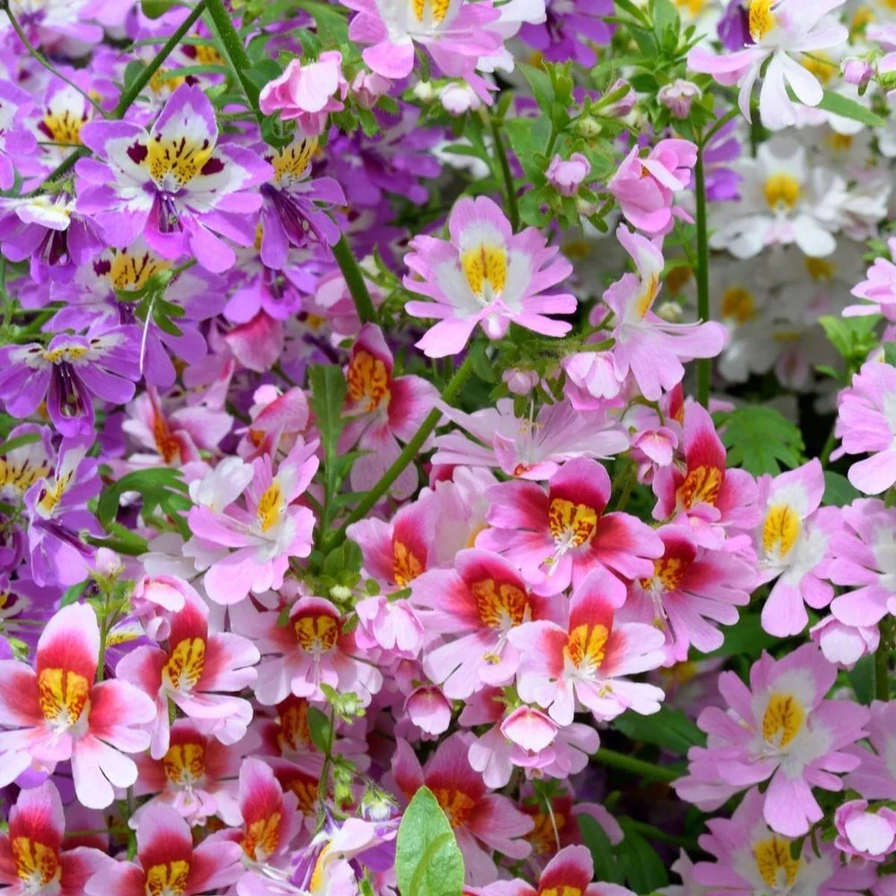 🔥Best Seller 🦋Schizanthus Angel Wings Mixed Seeds