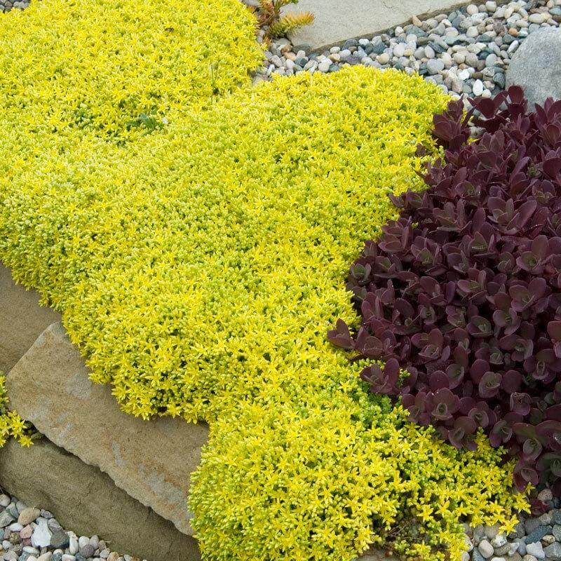 🌿Widely Used Perennial Ground Cover💛Goldmoss Sedum Seeds