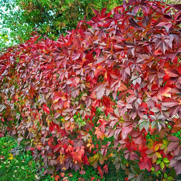 🍁Hardy Plant🔥Virginia Creeper Seeds