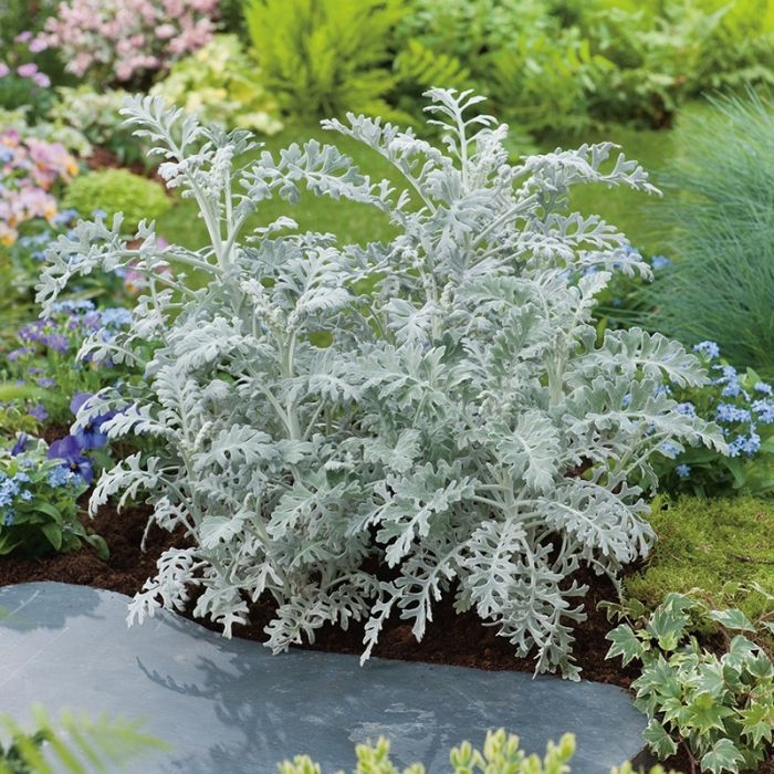 🌱☃️Snow Fairy Blooming in Summer✨Silverdust Dusty Miller Seeds