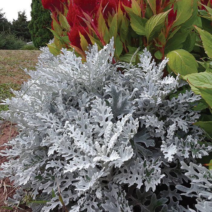 🌱☃️Snow Fairy Blooming in Summer✨Silverdust Dusty Miller Seeds