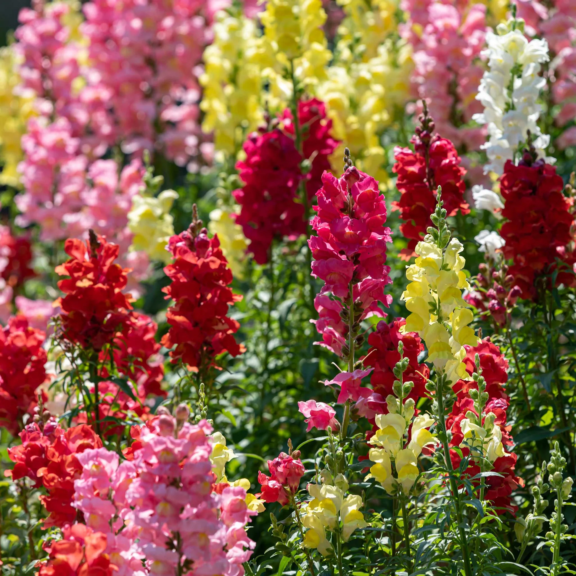 🌈🥰Rainbow Mix Snapdragon Seeds