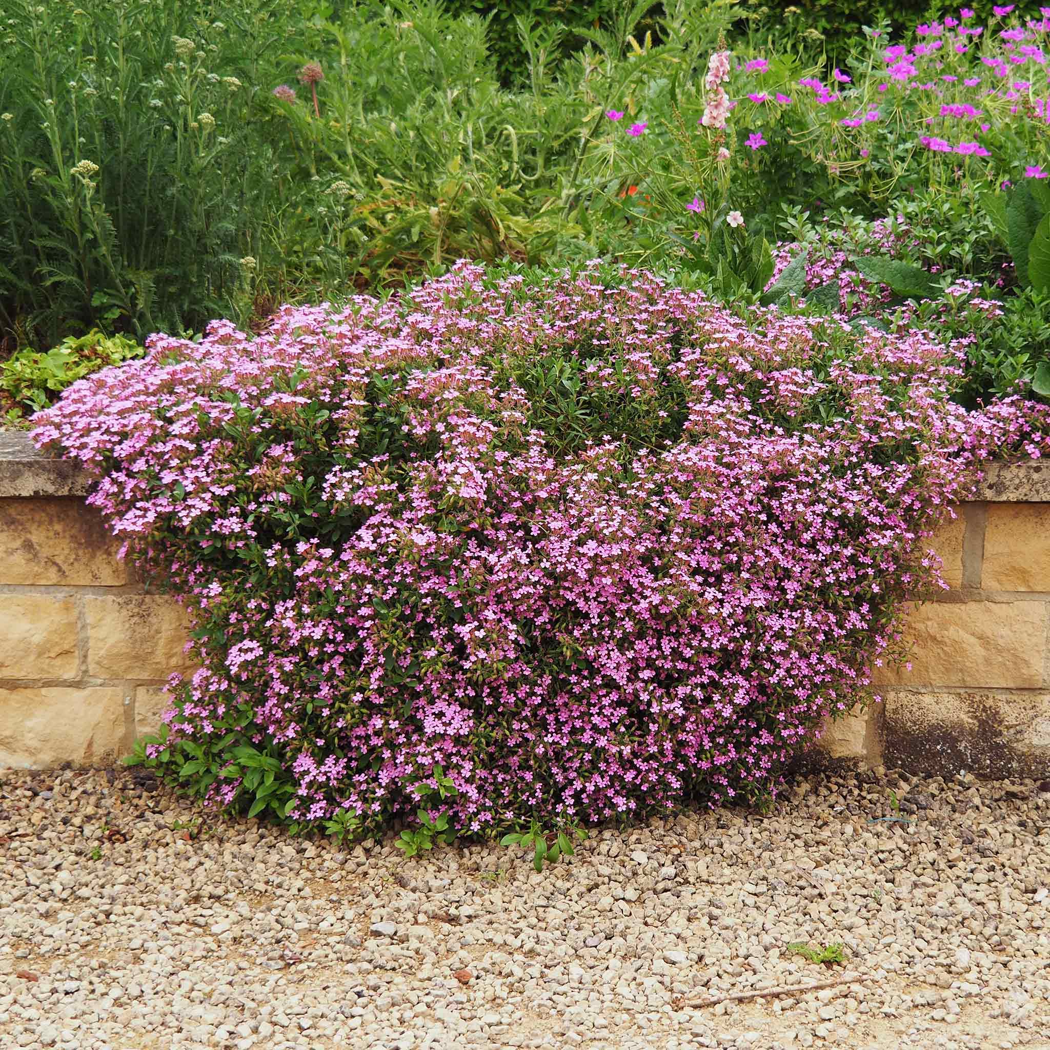 🌸Rock Soapwort Seeds – Cascading Carpet of Pink Blooms