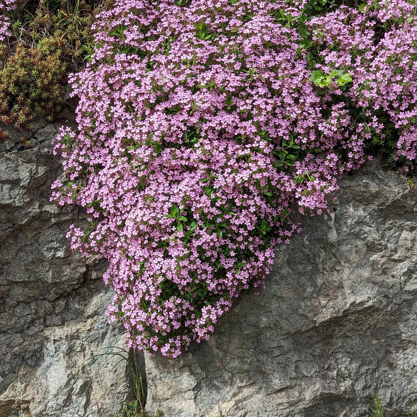 🌸Rock Soapwort Seeds – Cascading Carpet of Pink Blooms