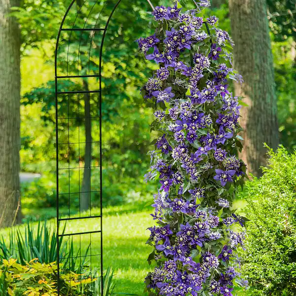 💐New for Spring 💫Taiga Clematis Seeds
