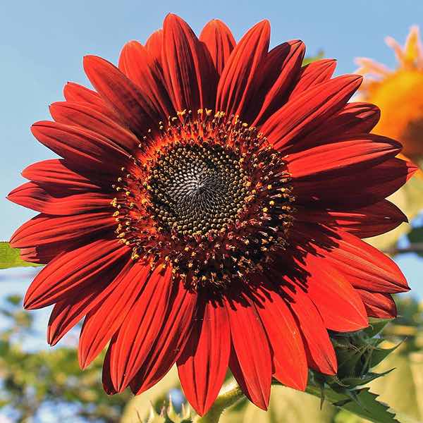 🌻 Velvet Queen Sunflower Seeds – Bold Beauty for Your Garden