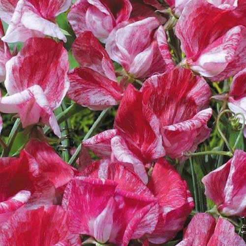💥Spring Hot Selling🌼Sweet Pea Seeds