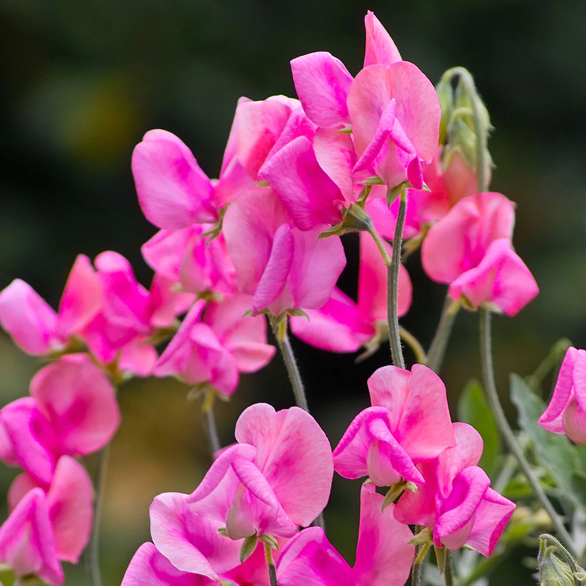 💥Spring Hot Selling🌼Sweet Pea Seeds