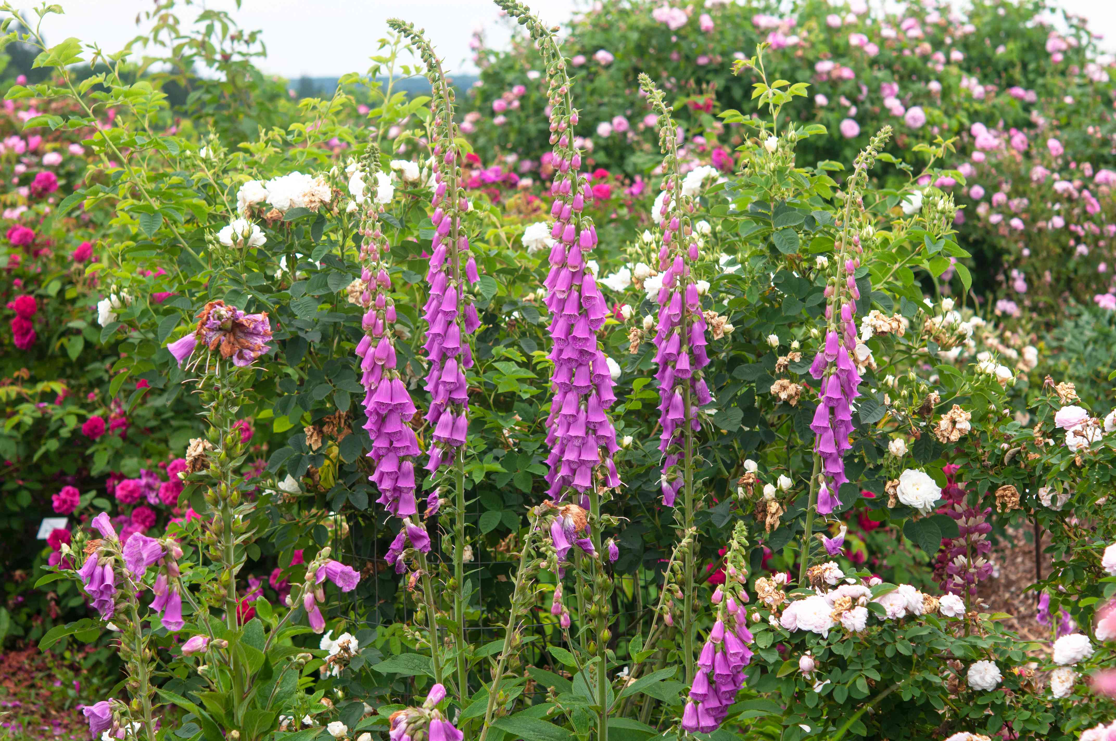 How to Grow and Care for Common Foxglove