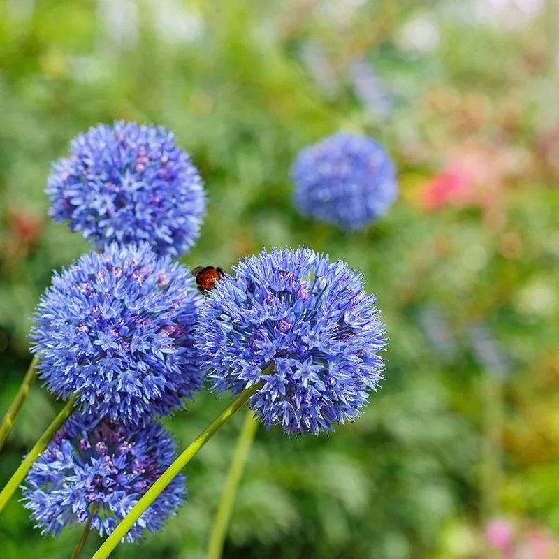 Giant Allium Giganteum Seeds
