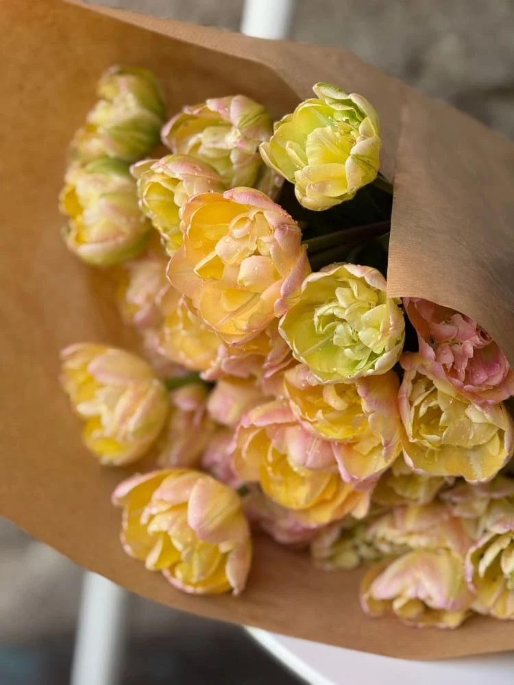 Creme Upstar Tulip Bulbs