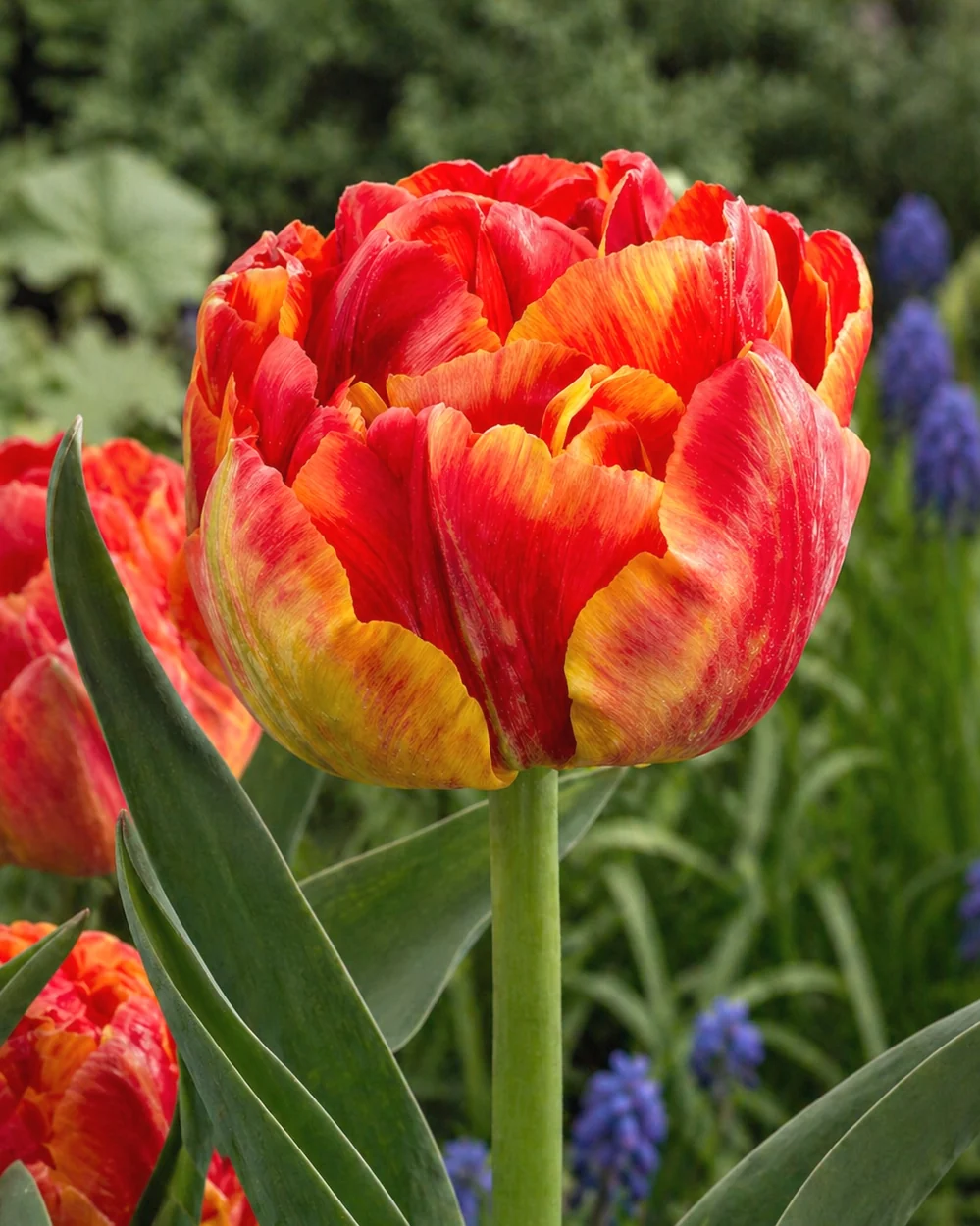 Tropical Sensation Tulip with red and golden yellow double petals
