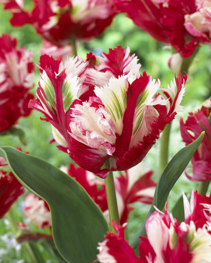 Estella Rijnveld Tulip Bulbs