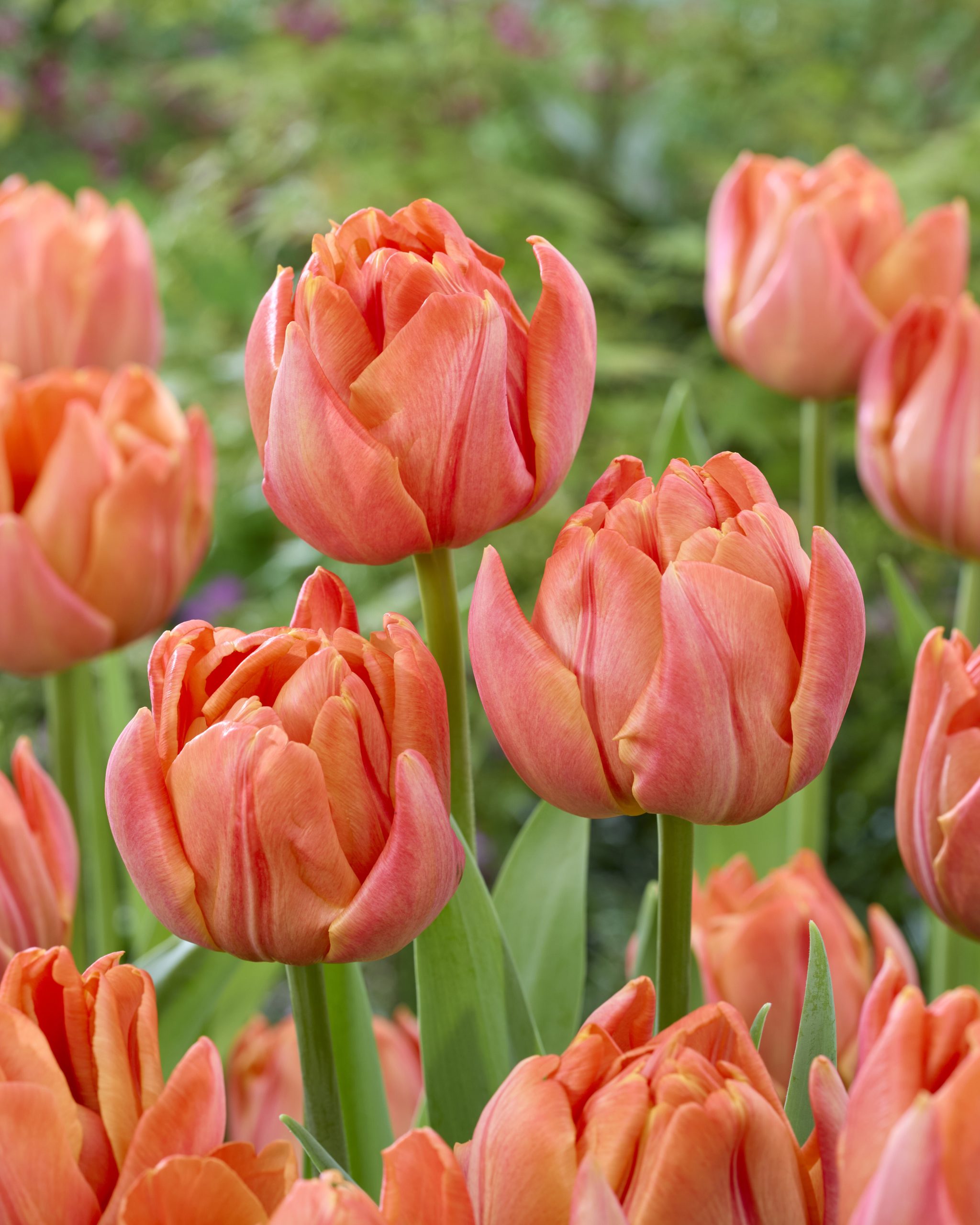 Lorenzo Tulip Bulbs