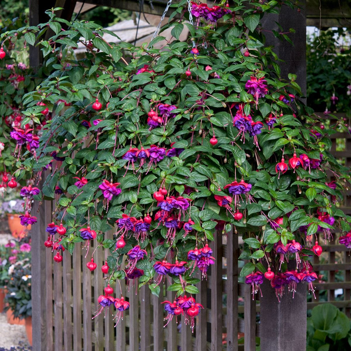 ✨2024 New❤️💜Fuchsia Trailing Dark Eyes Seeds