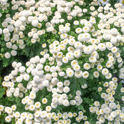 🤍 Vegmo Snowball Matricaria Seeds – Create a Beautiful White Garden