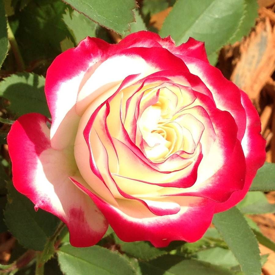 🔥54% OFF🍒🌹Cherry Parfait Rose Seeds