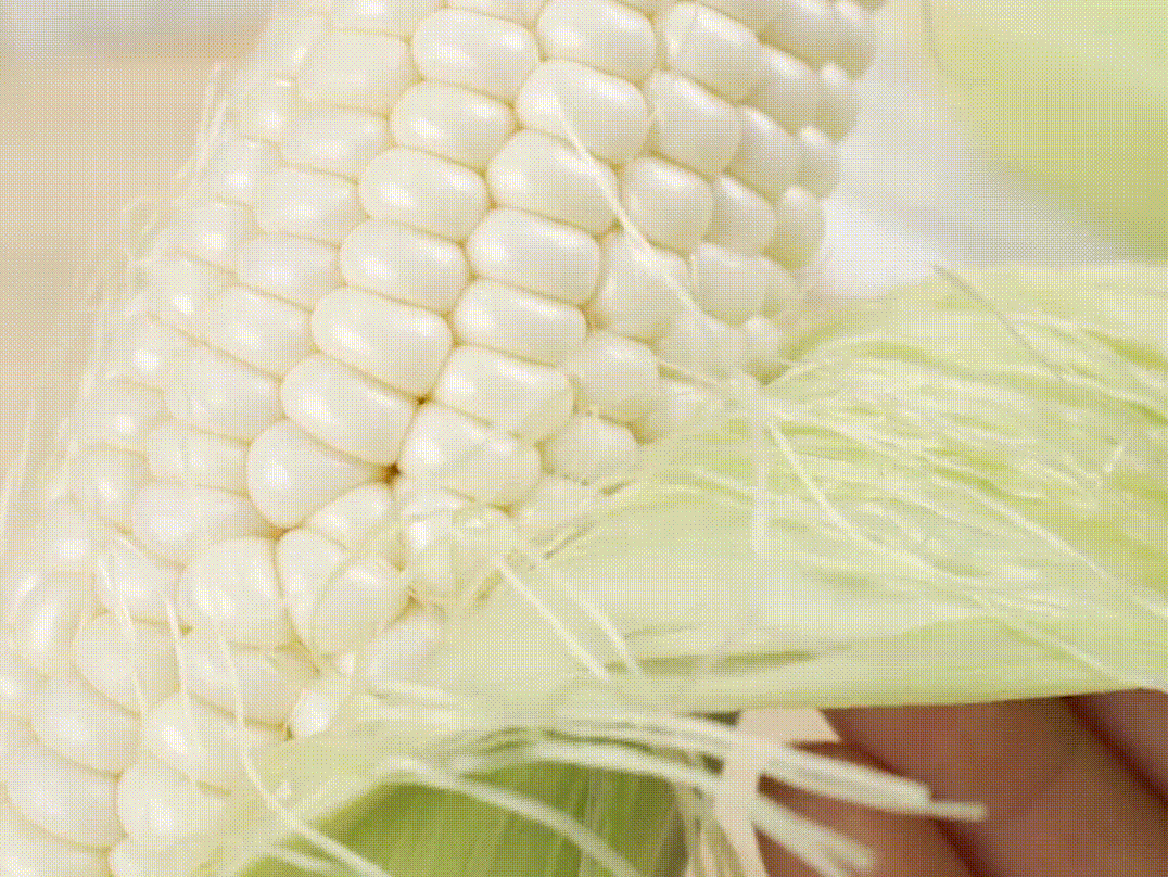 milk corn Seeds