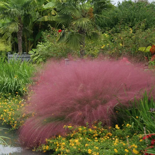 🩷Muhly Grass Seeds - Create a Stunning Pink Cloud in Your Garden