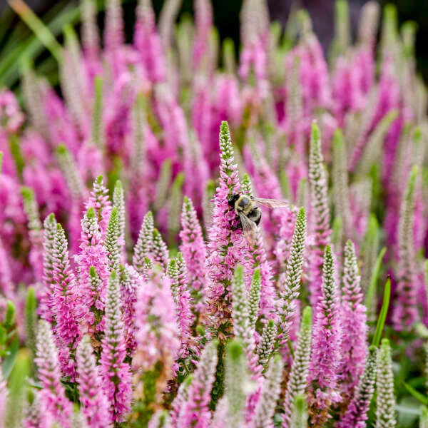 🪴Veronica spicata Seeds: Graceful Spikes of Color