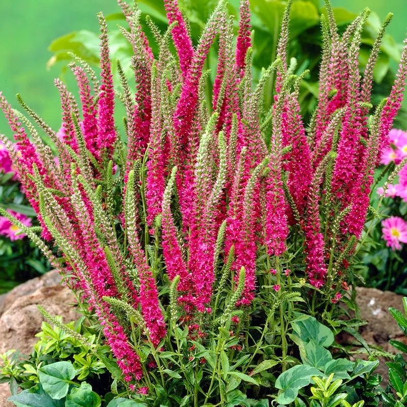 🪴Veronica spicata Seeds: Graceful Spikes of Color