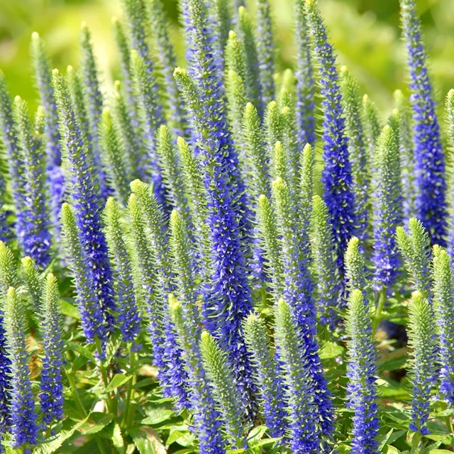 🪴Veronica spicata Seeds: Graceful Spikes of Color