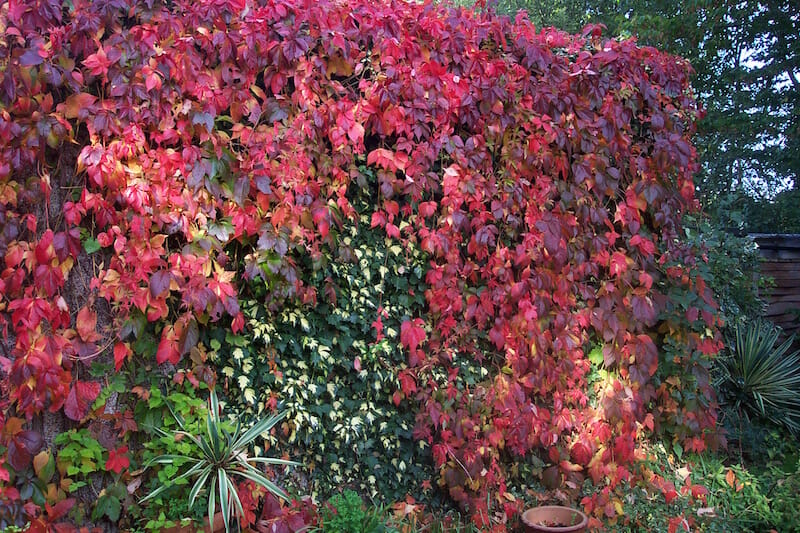 Parthenocissus 'Virginia Creeper' 6" Pot - Hello Hello Plants
