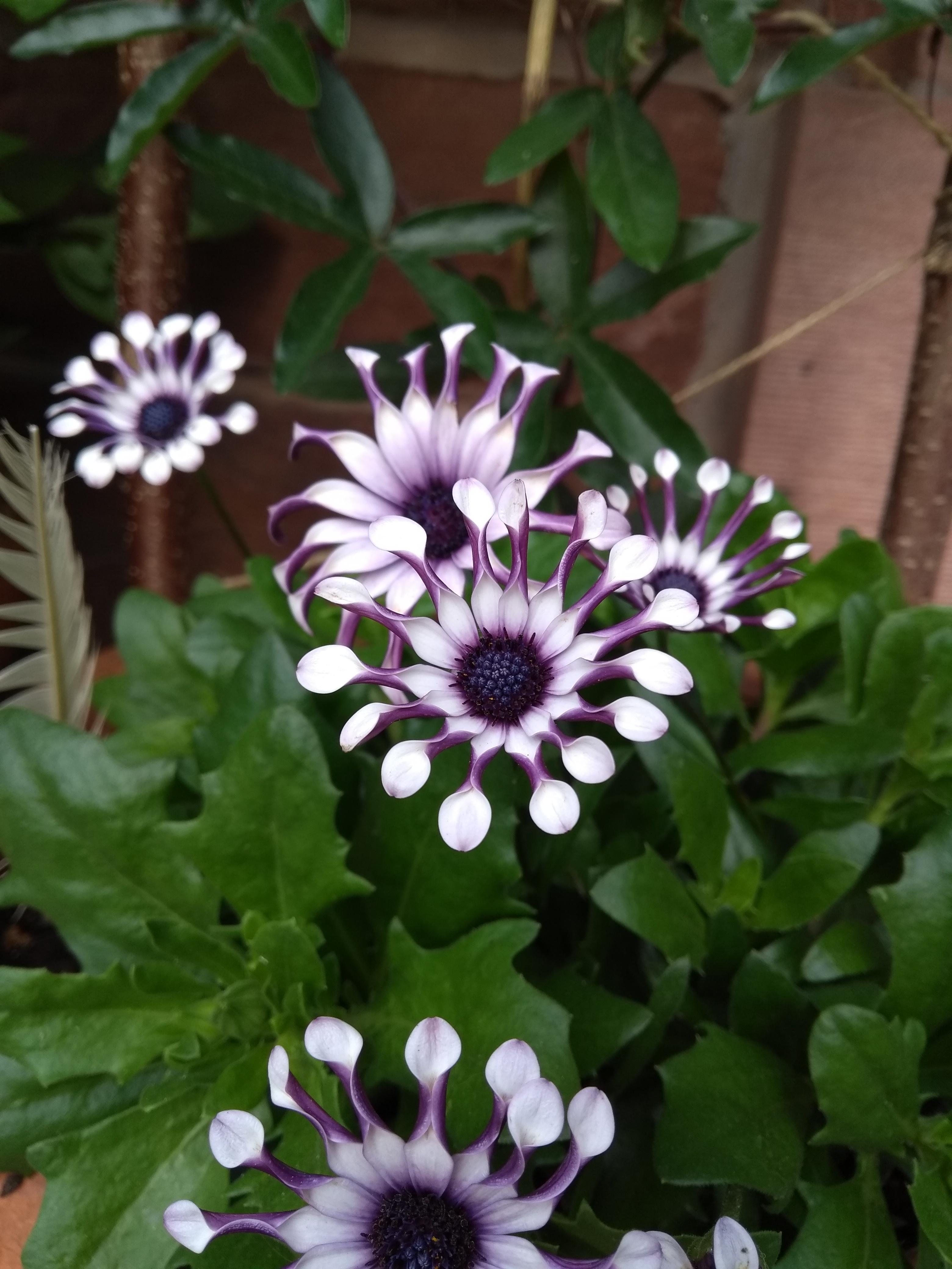 Rare Daisy Seeds- African Daisy Whirligig
