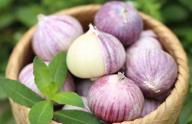 独头蒜价格抬高,它的种植方法,有哪些需要注意的?