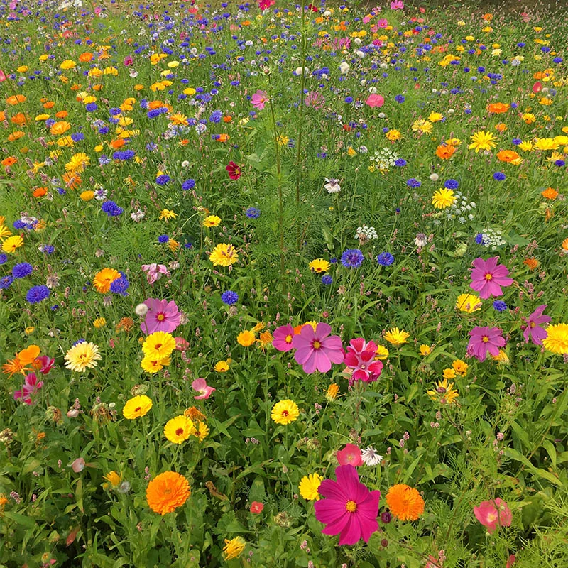 🌞🌱Gemischte Blumensamen-Kombination