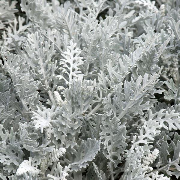 🌱☃️Snow Fairy Blooming in Summer✨Silverdust Dusty Miller Seeds