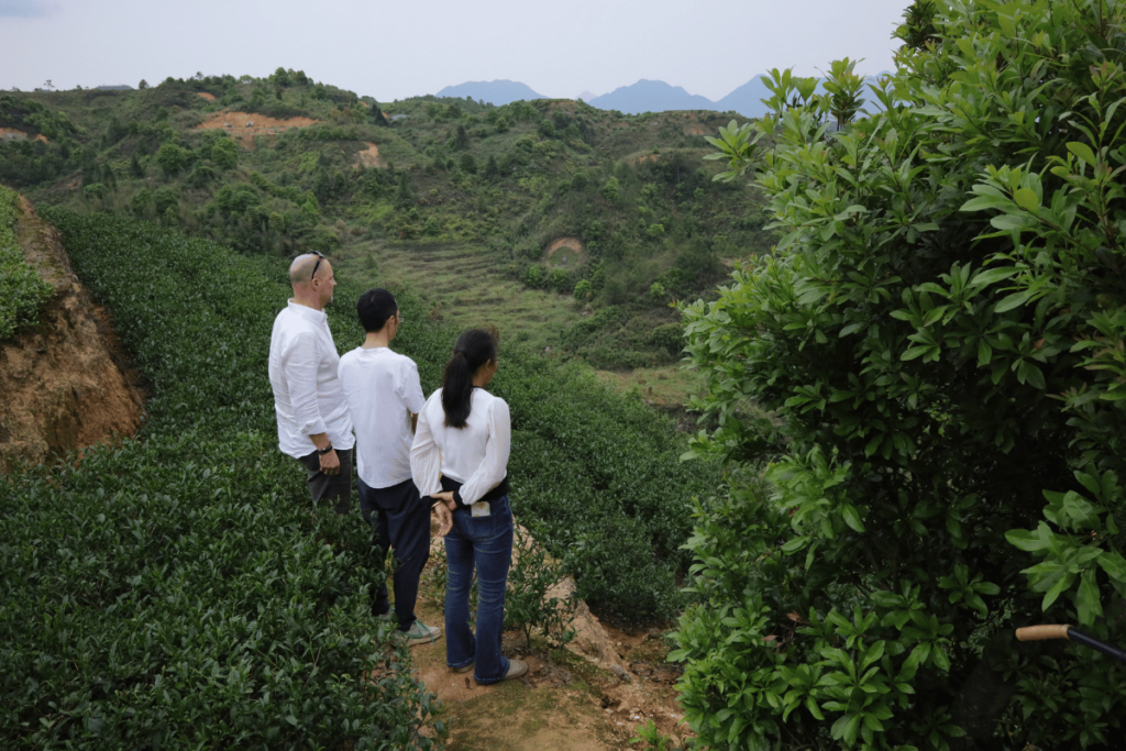 Views over organic tea gardens in China