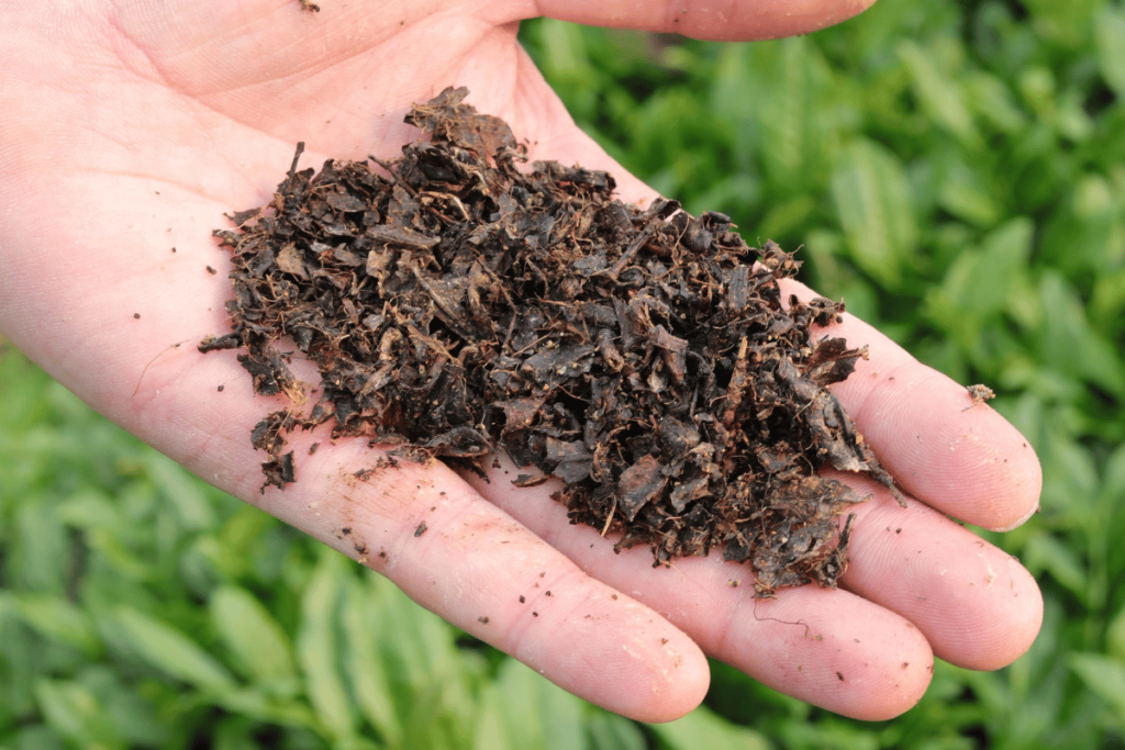 healthy soil for growing tea in China