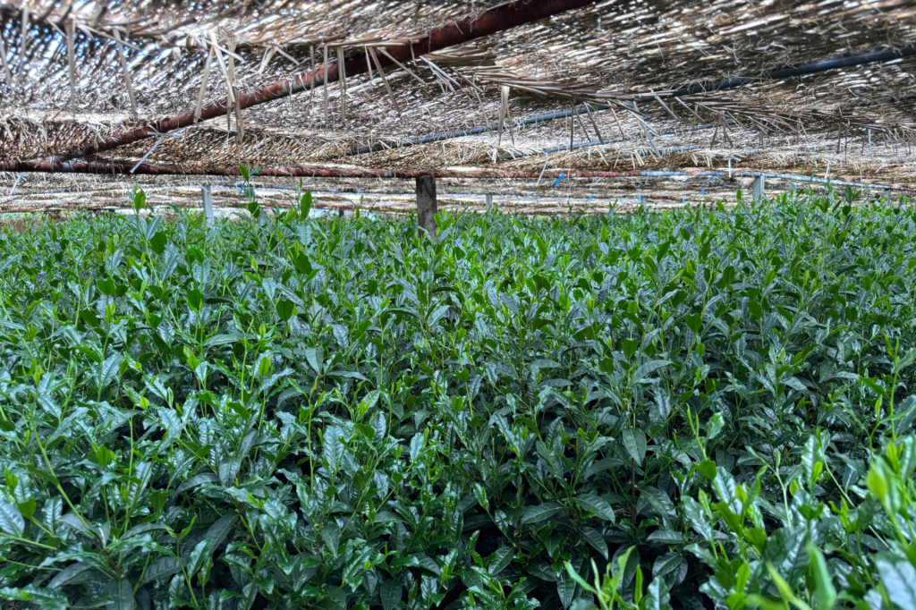 Is the Matcha You're Drinking Actually Good?: How Matcha is grown