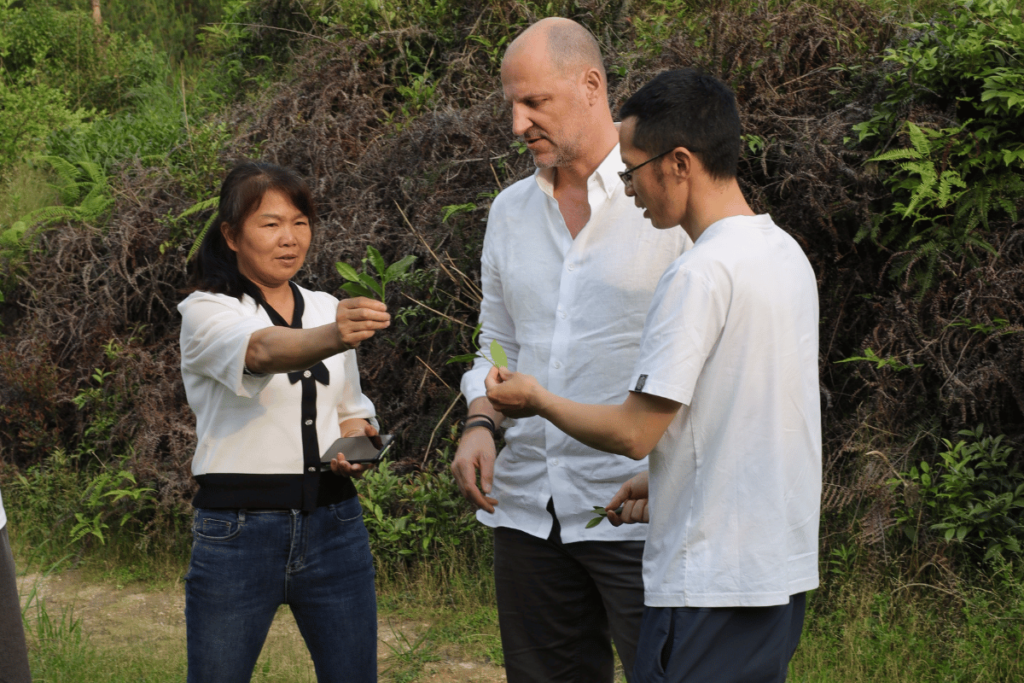Admiring tea leaves in a tea garden Fujian
